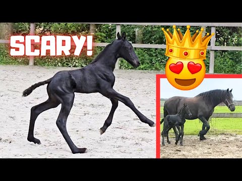 Queen👑Uniek and her filly Eefje! Baukje's first time in the arena. Charming! | Friesian Horses