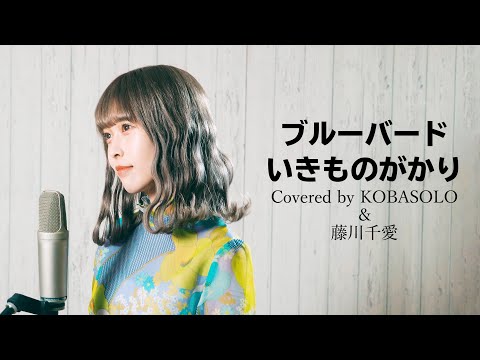 ブルーバード /いきものがかり (Covered by コバソロ & 藤川千愛)