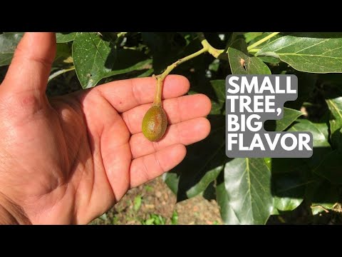 This is a Great Avocado Tree for Small Spaces