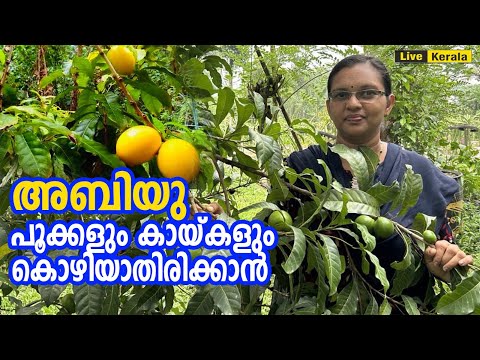 Abiu - പൂക്കളും കായ്കളും കൊഴിയാതിരിക്കാൻ | Abiu fruit cultivation kerala