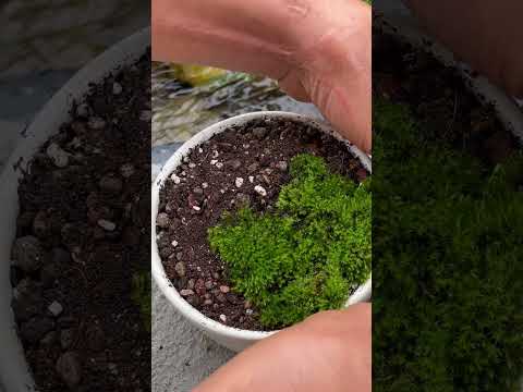 Take moss from the wild and plant it in a pot to make a beautiful landscape