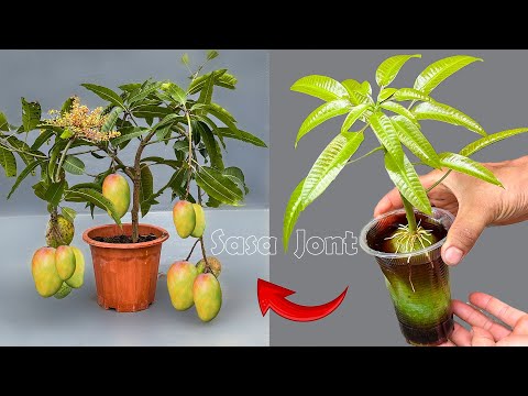 NEW! Mango propagation technique for super fast fruiting thanks to this type of water