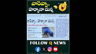 వారెవ్వా..హర్యానా దున్న#qnews #mlcteenmarmallanna #sudharshan #funny  #entertainment #shorts