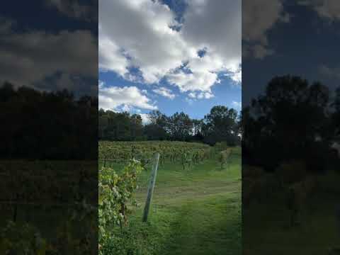 #vineyard #youtubeshorts