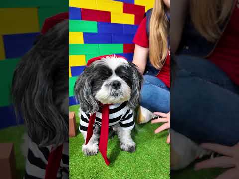 Assistant Names the Profession Based on the Dog Costume #familyfun #funnydogs #dogshorts