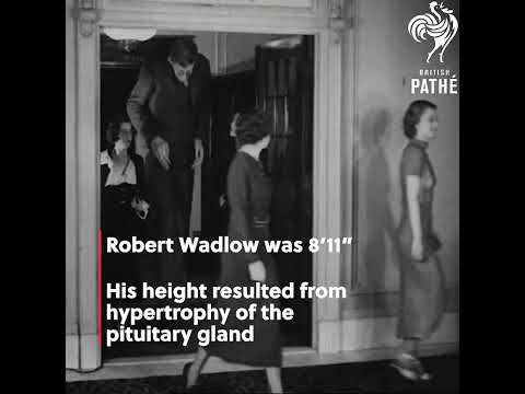 Tallest Human Of All Time #shorts #worldrecord #interestingfacts #oldisgold  #history