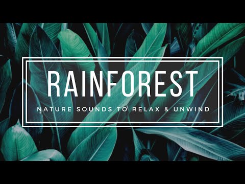 Natural Rainforest Jungle Ambient Sounds for Sleep and Meditation 🌿 - 1 Hour Bird Nature Sounds