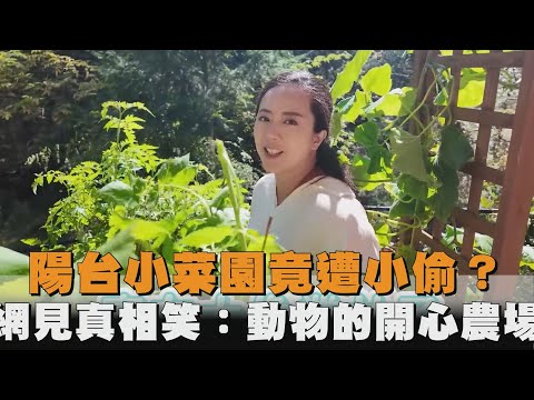 陽台小菜園竟遭小偷？網見真相笑：動物的開心農場