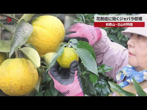 【速報】花粉症に効くジャバラ収穫 和歌山・北山村特産