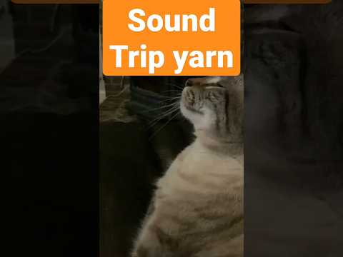 sound trip yarn #animals #cat