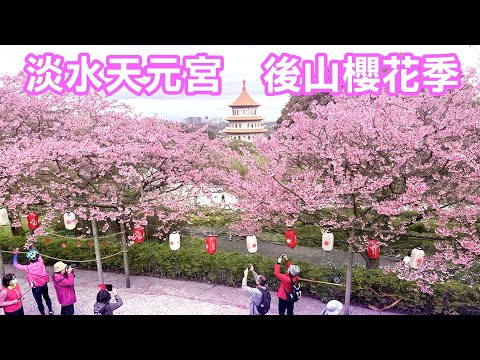 【新北景點】2024 淡水天元宮「後山櫻花季🌸」 Tamsui Taipei Taiwan