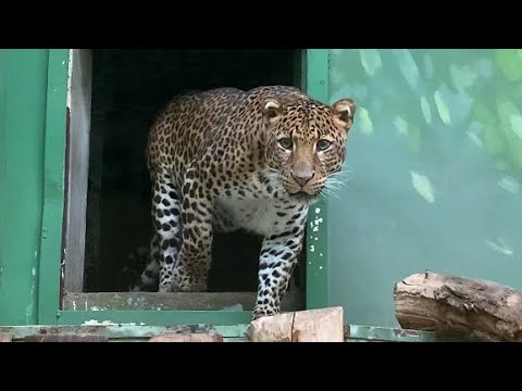 Javan Leopard at Zoo Praha - 07/01/24