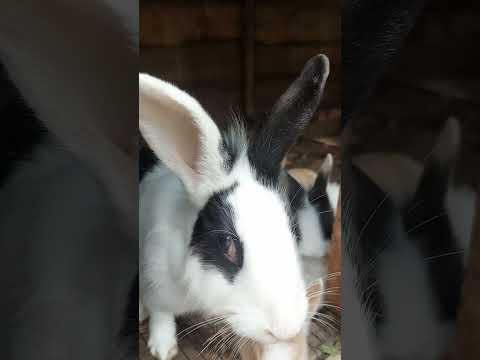 Amazing Rabbits #Agriculture  #farming #rabbitry