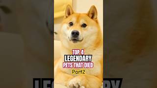 RIP to this Legend! #animals #dogecoin #pets