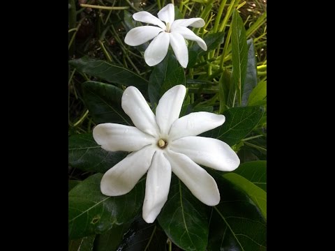 Gardenia - Queen of Aroma