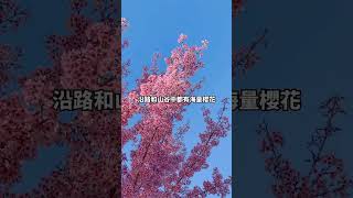 【#GOtrip泰國】講到賞櫻很多人都會想起日本和韓國，但其實泰國清邁也有超美的櫻花！每年約12月至翌年2月，泰國北部的櫻花就會陸續盛開，這次編輯直擊3大清邁賞櫻熱點