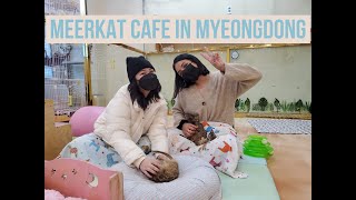 exploring myeongdong + visiting a meerkat cafe  👉🥺👈