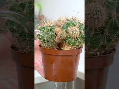 Water your cactus like a pro