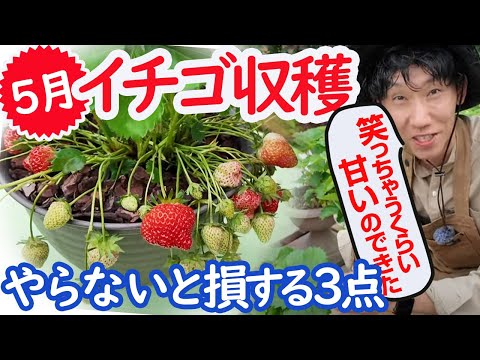 【イチゴ栽培5月】収穫どきに注意！「実を大きくするため」「病気にさせない」「水切れ注意」