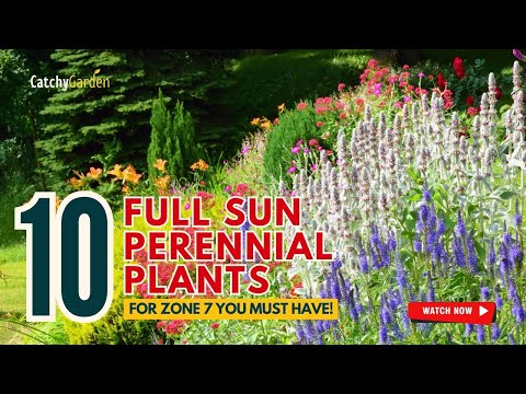 10 FULL SUN PERENNIALS for ZONE 7 YOU MUST HAVE 🌸🌻🌞 // Gardening Ideas