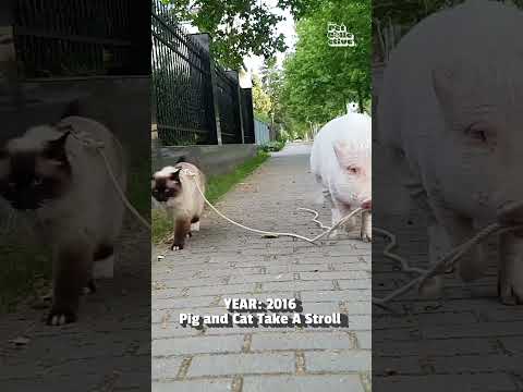 Cat and Pig Take A Walk | From The Vault