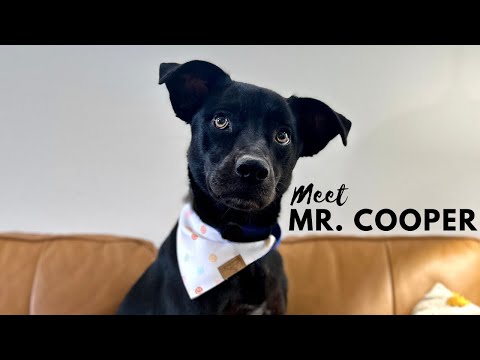 Mr Cooper is a super dooper gentleman!