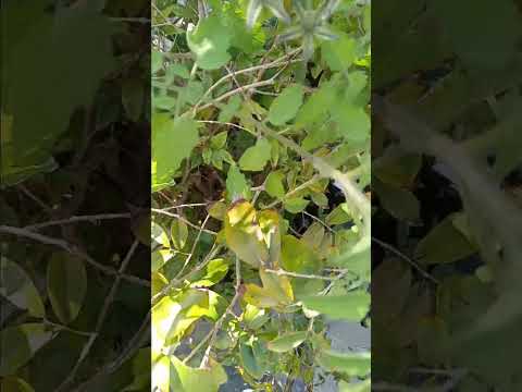 florida everglades tomato in jaboticaba jaboticava tree