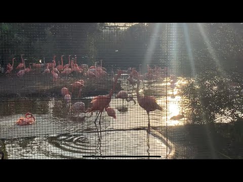 Flamingos at Chester Zoo - 09/10/23