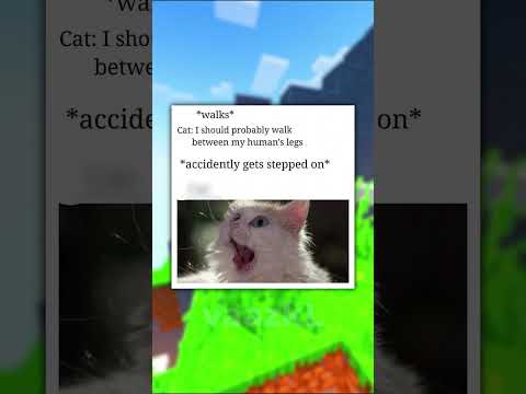 Cat Memes