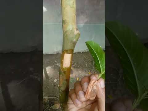 Guava Grafting Technique | YouTube shots viral Reels | পেয়ারা গাছে কলম করার পদ্ধতি.