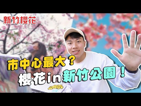 市中心最大？新竹櫻花季免費拍到飽！1000株櫻花綻放新竹公園！ft.賞櫻推薦、新竹景點