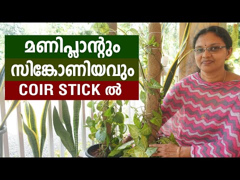 മണിപ്ലാൻ്റും സിങ്കോണിയവും coir stick ൽ