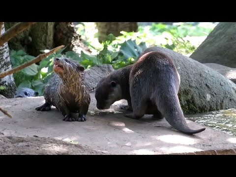 Baby Asian Short-Clawed Otter at Edinburgh Zoo - 08/09/23