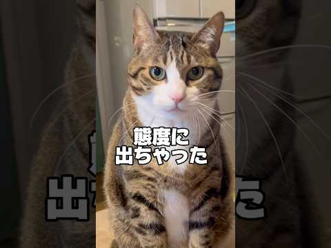 表情豊かな猫#cats #shorts #球太