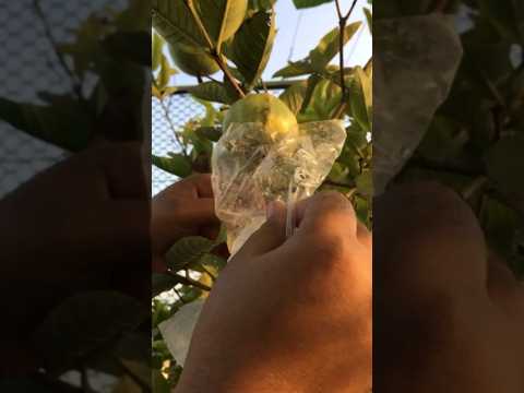 Rooftop Garden Harvesting #shorts #organic #rooftop