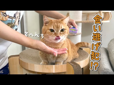 ご褒美だけもらって逃亡しようとする食いしん坊猫が可愛すぎた！