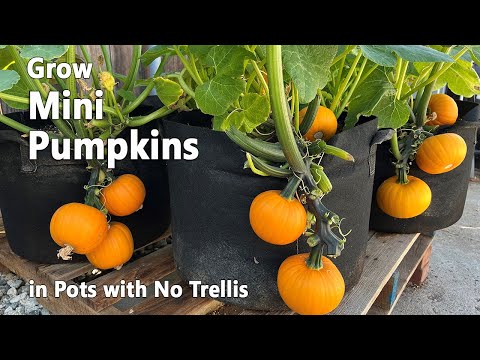 How to Grow Pumpkins from Seed in Containers | Wee Be Little Pumpkin - Easy Planting Guide