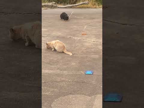 Feeding Feral 🐱 Cats! Surprise Guest Comes To Eat! #feedingferalcats #ilovecats #cats #shorts #luv