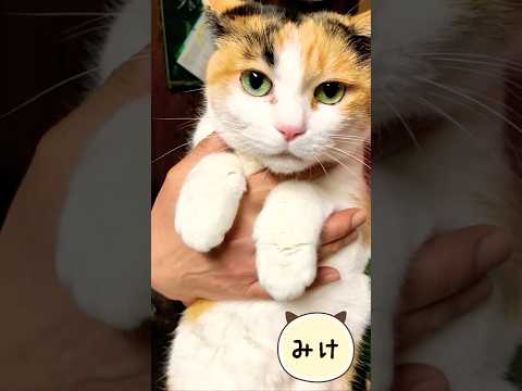 【癒し動画】凶暴猫の可愛い瞬間・猫の水飲み・猫じゃらし #shorts