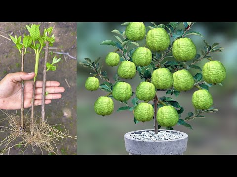 Great Tip for Growing Guava in Small Pots from cutting for beginner