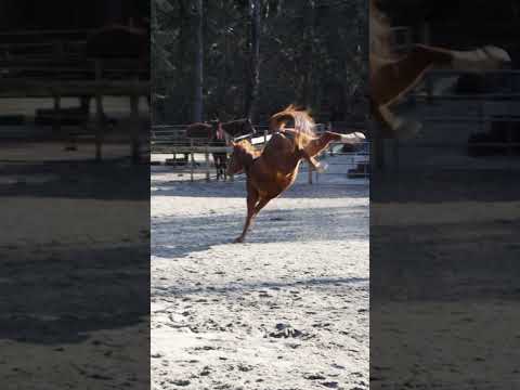 Gracie's Rhythmic Gymnastics Audition Tape 2024! Wish Her Luck! 😂 #horses #olympics #shorts