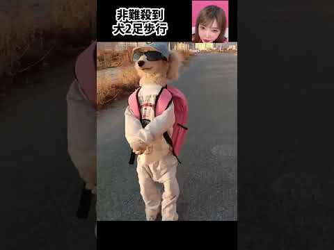 Cute dog walking on two legs. But it's bad for dogs! ?