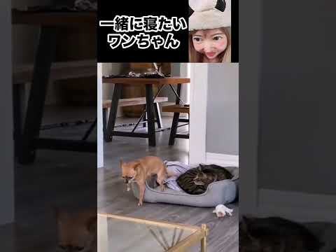 猫に睨まれた時の犬の行動。それでも居たいんじゃ。 China TikTok reaction #shorts