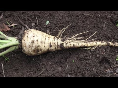 How to Grow Parsnips from Seed