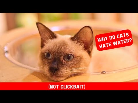 Why do cats HATE water? (NOT CLICKBAIT)