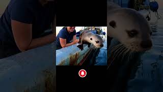 Adorable Seal Surprises Fishermen by Hopping Aboard Their Boat!#Seal#CuteAnimals#MarineLife