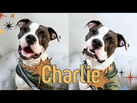 Meet Charlie, the adorable, adoptable Boston mix family dog