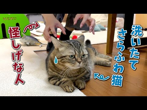 シャンプーしたばかりの愛猫をサラサラしたいママが近付いた結果…？