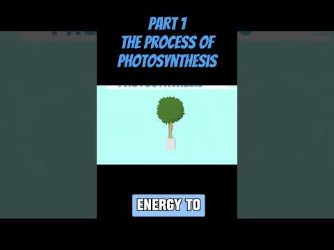 PART 1 : THE PROCESS OF PHOTOSYNTHESIS #photosysthesis #science