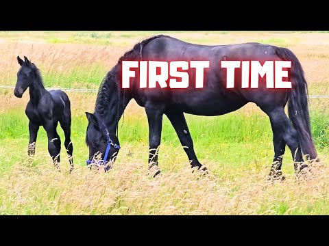 First time in the pasture. Scratching. Yvonne is driving. Awesome gift! | Friesian Horses